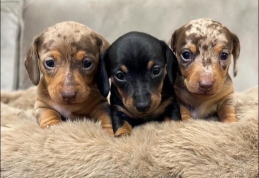 Gorgeous Dachshund Puppies for rehoming Gorgeous Dachshund Puppies for rehoming