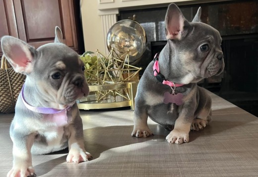 Amazing French Bulldog Puppies Amazing French Bulldog Puppies