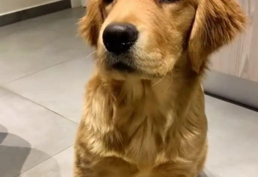 Registered Golden Retriever Puppies Registered Golden Retriever Puppies