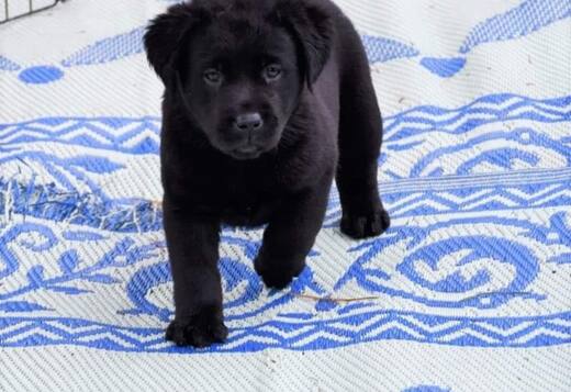 We Have Two Labrador Retriever Pups We Have Two Labrador Retriever Pups