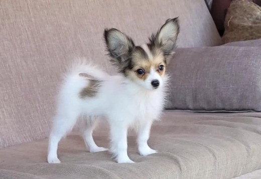 Adorable Papillon puppies Adorable Papillon puppies