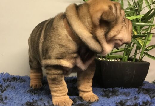 We Have Two Beautiful Shar Pei Puppies We Have Two Beautiful Shar Pei Puppies