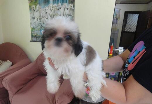 Adorable Shih Tzu Puppies Adorable Shih Tzu Puppies