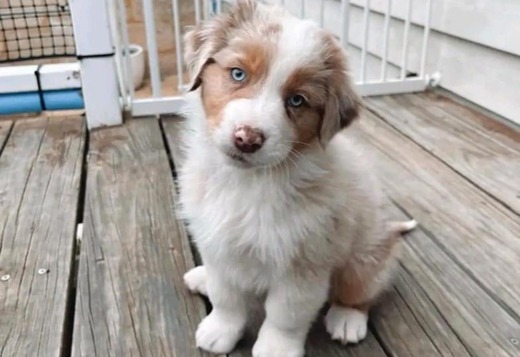 AKC Australian Shepherd puppies AKC Australian Shepherd puppies