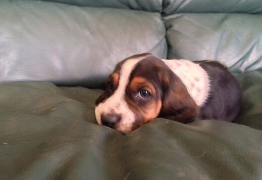 Cute Basset Hound puppies Searching For lovely hom... Cute Basset Hound puppies Searching For lovely homes