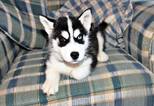 Gorgeous Siberian Husky Puppies available Gorgeous Siberian Husky Puppies available