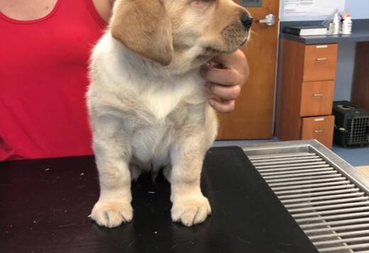 We Have Two Labrador Retriever Pups We Have Two Labrador Retriever Pups