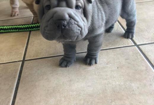 We Have Two Beautiful Shar Pei Puppies We Have Two Beautiful Shar Pei Puppies