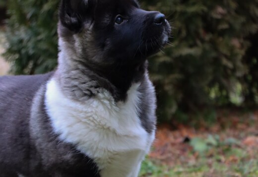 American Akita puppies American Akita puppies