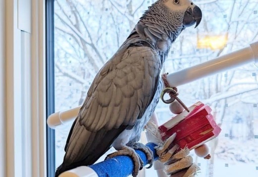  Birds & Parrots for Sale 