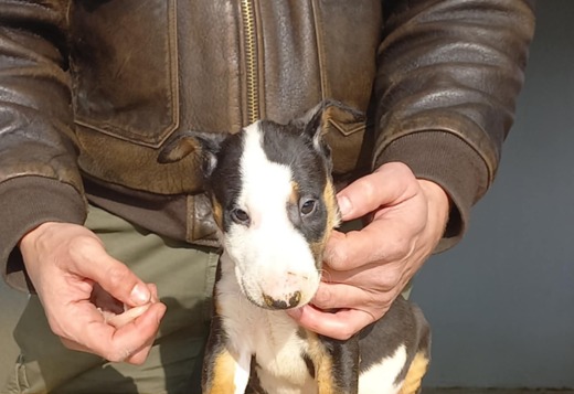 Standard Bull Terrier puppies Standard Bull Terrier puppies