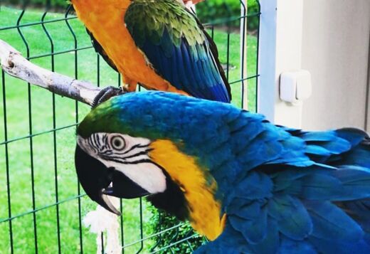  Birds & Parrots for Sale 