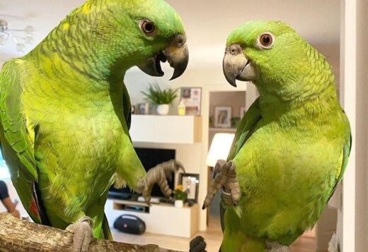  Birds & Parrots for Sale 