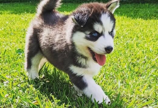Beautiful Siberian Husky Puppies Male and Female Beautiful Siberian Husky Puppies Male and Female