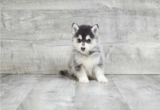 we have pure breed AKC registered male and female... we have pure breed AKC registered male and female Pomsky puppies