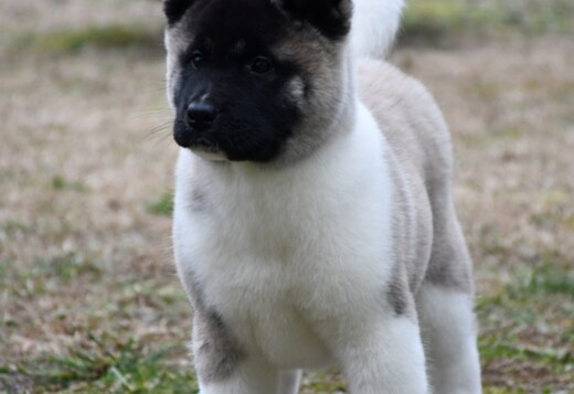 American Akita puppies American Akita puppies