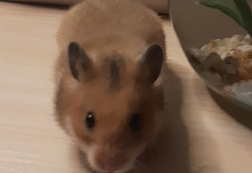 Syrian Hamster Syrian Hamster
