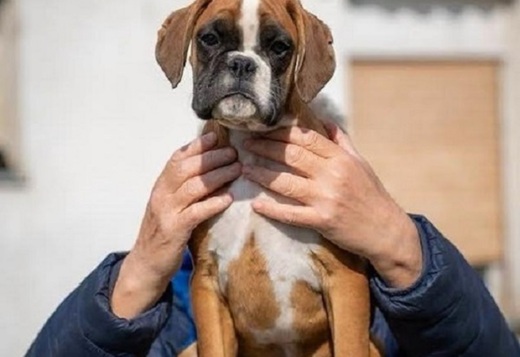 German Boxer German Boxer