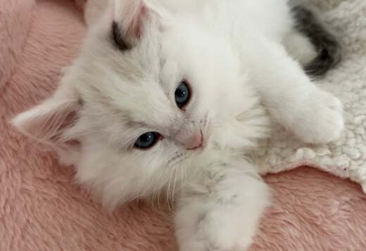 Pure breed Van Ragdoll kitten, very rare Pure breed Van Ragdoll kitten, very rare