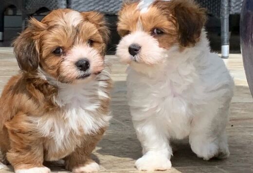 Adorable Havanese Puppies for Sale Adorable Havanese Puppies for Sale