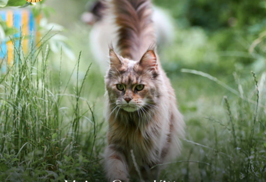 Maine Coon Kittens for Adoption: Find Your Perfect... Maine Coon Kittens for Adoption: Find Your Perfect Furry Companion