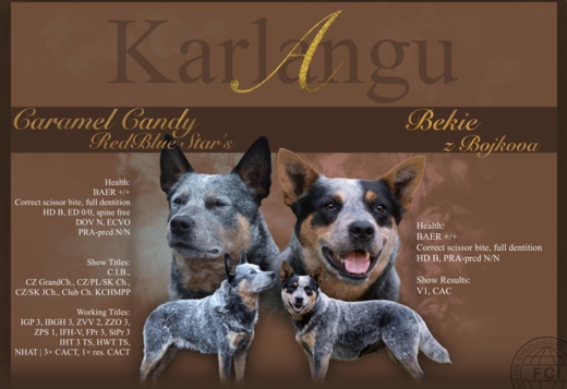 Blue  Puppies ACD Blue  Puppies ACD
