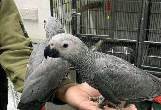 Tamed and Talking African grey parrot babies for s... Tamed and Talking African grey parrot babies for sale