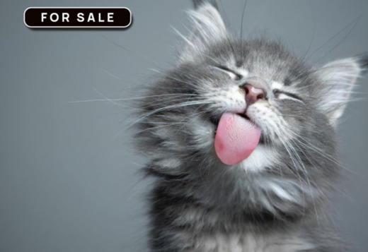  Cats for Sale 