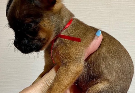 Maltese puppy well trained Maltese puppy well trained