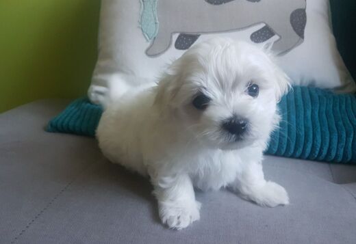 Adorable Maltese Puppies Ready for Their Forever H... Adorable Maltese Puppies Ready for Their Forever Homes