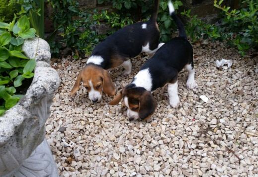 Beautiful KC Beagle Puppies Beautiful KC Beagle Puppies