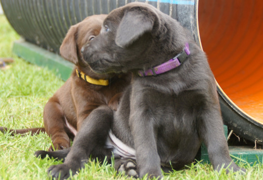 Beautiful Fox red labrador puppies Beautiful Fox red labrador puppies