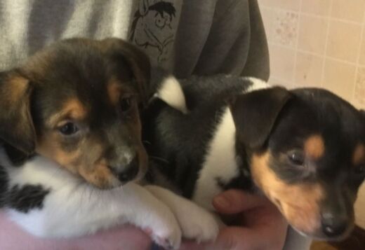 Adorable Stunning Jack Russell Pups Adorable Stunning Jack Russell Pups
