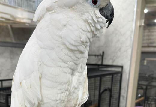 Hand raised and tamed cockatoos for sale Hand raised and tamed cockatoos for sale