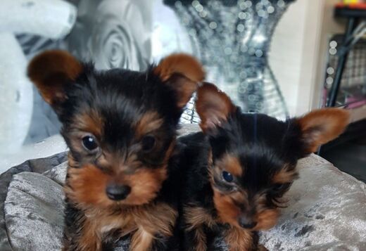 Healthy, sweet and loving baby YORKIE PUPPIES Healthy, sweet and loving baby YORKIE PUPPIES
