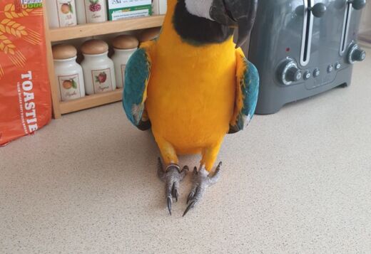 Two Hand Reared Blue and Gold Macaw Two Hand Reared Blue and Gold Macaw