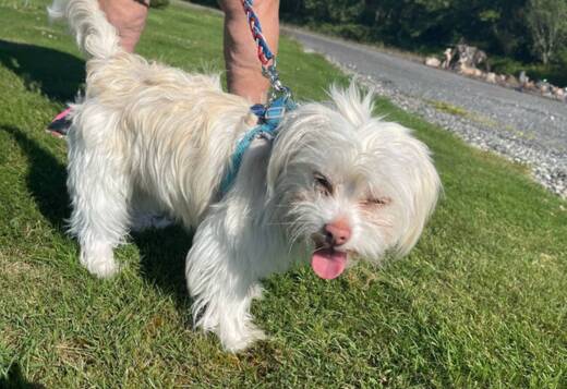 Maltese white male Maltese white male