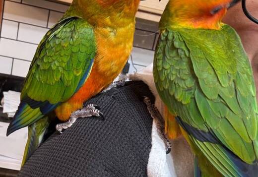 Two Sun Conures for sale Two Sun Conures for sale