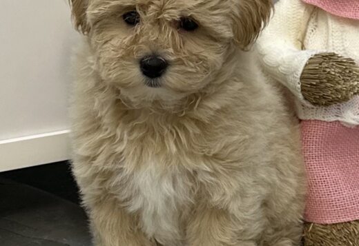 Maltipoo Puppies for Sale Maltipoo Puppies for Sale