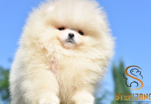 Pomeranian Boo Puppies Pomeranian Boo Puppies