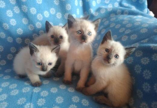 Purebred Siamese Kittens 8 Weeks Old Purebred Siamese Kittens 8 Weeks Old