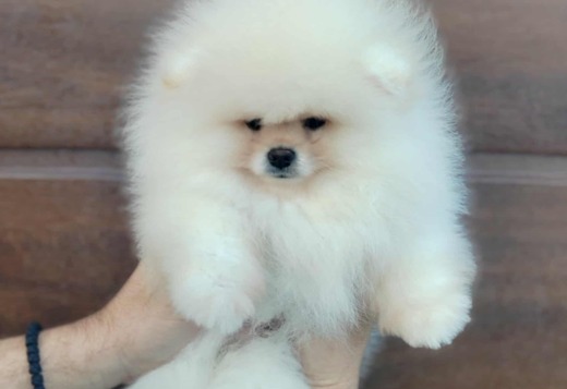 Pomeranian Spitz puppies Pomeranian Spitz puppies