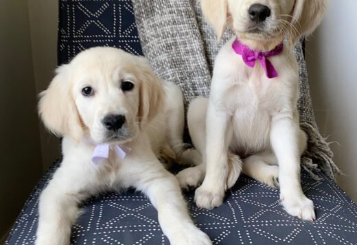 Cream golden retriever puppies: Heartfelt Charm an... Cream golden retriever puppies: Heartfelt Charm and Cloudlike Grace