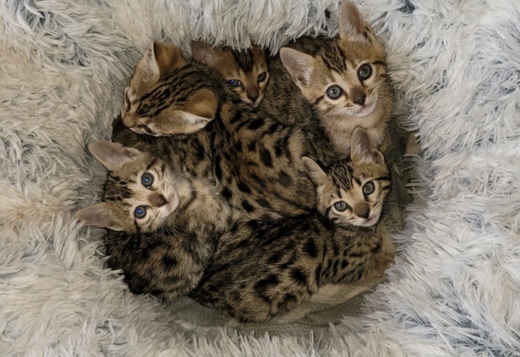 Bengal Kittens For Sale Bengal Kittens For Sale