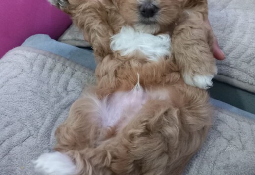 Maltipoo puppies for sale Maltipoo puppies for sale