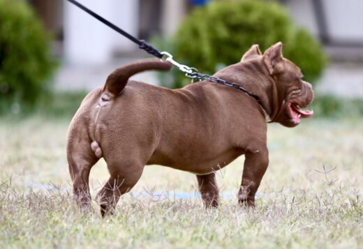 American Bully puppies American Bully puppies
