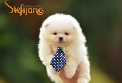 Pomeranian Spitz puppies Pomeranian Spitz puppies