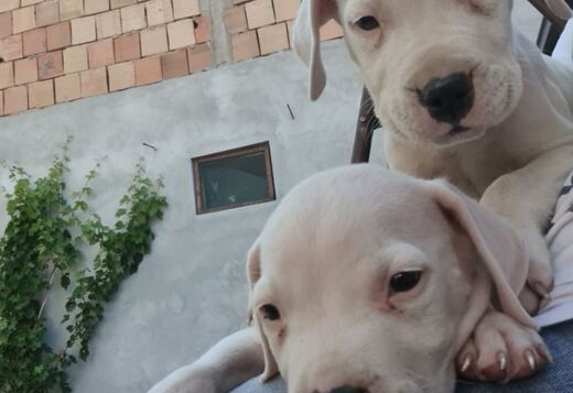 Dogo Argentino – Beautiful Puppies Dogo Argentino – Beautiful Puppies