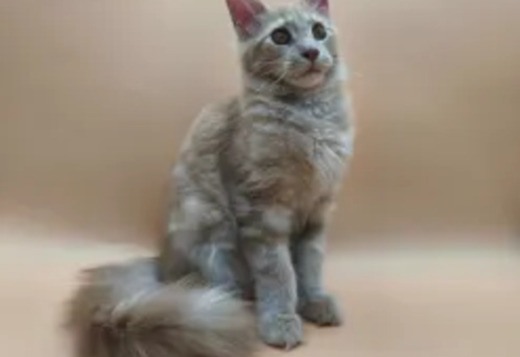 Maine Coon Kittens for Adoption: Quality Breeding... Maine Coon Kittens for Adoption: Quality Breeding for Perfect Family