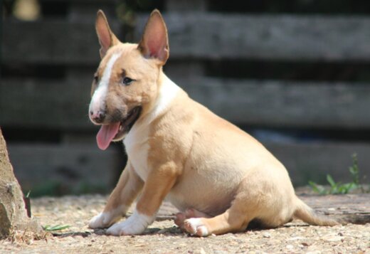 Miniature Bull Terrier puppies Miniature Bull Terrier puppies